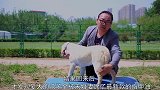 外出把狗狗放在了未婚妻那里，回来才发现爱犬的爪子被涂满指甲油