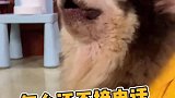 我家狗好面子，大家尽量轻点笑