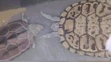 像不像吵完架哄媳妇