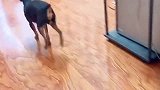 酒后回家的男主人怎么对待狗狗告诉你大家忍住别笑