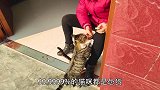 猫咪真的能“打狗”吗？我来告诉你真相