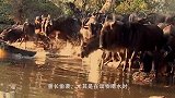 只要它一出现，所有动物都会围上去乖乖趴着，就算是鳄鱼也不例外