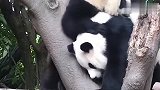 熊猫宝宝-够不到我吧，看你还怎么打我！场面笑爆了