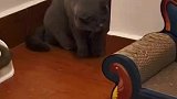 大胖猫被小奶猫，接连吓到飞起