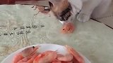 猫：肚子饿了，我先吃个龙虾！