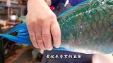 日本顶级厨师处理“拿破仑鱼”，用热水浇过后，惊艳的一幕出现了