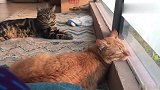 我家猫这是想去外面玩吧，这睡姿出卖了它