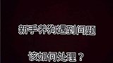 汪星人新手养狗遇到问题。怎么处理呢