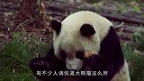 见过直立行走的大熊猫吗？食物诱惑力就是大，网友：你要笑死我吗