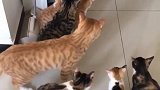 猫：兄弟们你看看这是什么东西！