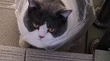 为什么你的披风飘不起来？ 肥猫减肥记