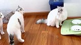 猫咪兄妹互相看不顺眼，主人还以为要动手，结果突然开始尬舞