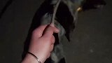 很新潮的狗狗灯笼