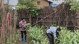 看看我家的菜园，谁来我家摘菜的