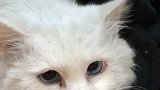 猫爸猫妈领养计划23，“暴脾气”猫妈的正确打开方式