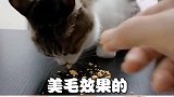 贫民窟养猫第二弹来了，有了这个清单，你晚饭的肉都能多两斤！