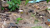 雨后，一个小村庄突然来了不速之客，村民乐开了花