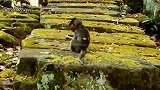 实拍：猴子赖皮猴被按在地上收拾
