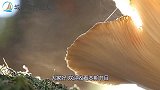 世界上最贵的白蘑菇，价值高达20万，切开后才发现真值！