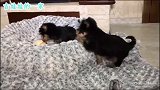 主人太狠心！根本不让约克夏吃饱