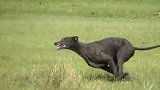 草原上的细犬与野兔
