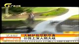 新闻夜总汇-20120403-大鹅护包尽职尽责.公园上演人鹅大战