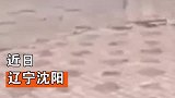 “忠犬大黄”感动全城！主人去世5年，狗狗原地等候拒绝被收养