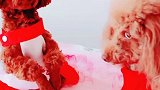 一声一声叫的好暖心