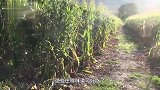野猪进村偷吃庄稼，村里出动数个男人才制服！最终用拖拉机才运走