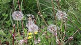 农村小姨野外露营, 这一锅“地锅鸡”, 多少人想吃