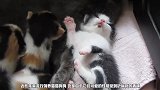主人浴室洗澡时,猫咪突然站起来打招呼,忍住别笑