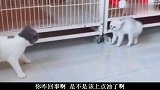 看这只傻猫，我去偷袭它