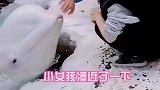这是一头上辈子忘喝孟婆汤的白鲸吗