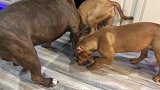 两只顽皮的比特犬找恶霸狗狗玩，恶霸的体型太壮了