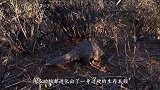 穿山甲挖洞速度有多快，如果不是镜头拍下，真不敢相信这是真的