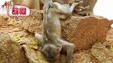 可怜的小猴子受伤没人知道，它独自在深深地哭泣