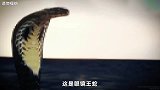 眼镜王蛇和其他蛇类相比，到底有多可怕？毒性会更毒吗？