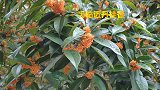 湖南衡阳：丹桂花开众芳减，满城尽闻桂花香！