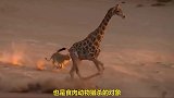 狮子猎杀长颈鹿, 被长颈鹿猛击后背, 长见识了