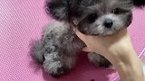 萌宠小茶灰泰迪