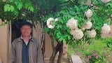 老人站在陪他长大的牡丹下回忆往事