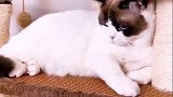 果然还是要用科学的方法教育小猫咪 星探家 猫 吸猫 萌宠
