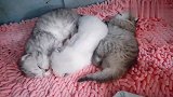 第九天的猫宝宝，睡的都做梦了