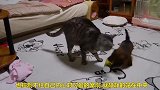 狗狗围着猫咪撒娇，这对精灵太有趣了