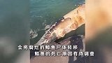 5米长鲸鱼尸体搁浅沙滩，目击者称正逐渐膨胀“发出阵阵臭味”，官方回应