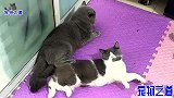 小母猫讨好公猫为它按摩，公猫突然翻脸伸手就揍，小母猫立刻反击