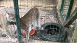 女人的三只猞猁，以前同吃同住，现在被关进铁笼，怀念男主人啊！