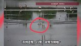 南京一养殖塘周边大量鹭鸟死亡，疑似吃死鱼引起中毒，目击者：有鸟些还在呕吐