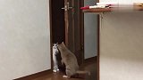 橘猫：我在这个家就是个开门的，其它猫咪进出都等着我给开门