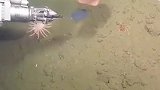 海洋生物深海怪鱼